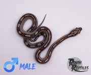 AMC1M1.jpg