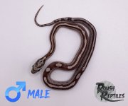 AMC2M2.jpg
