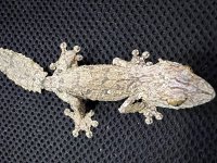 Male 3.jpg