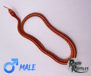 ATC1M2.jpg