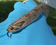 IMG_1526.jpg