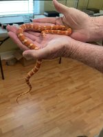 Corn Snake.jpg