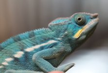 FernandoJrxRhaemale4.05.2.jpg