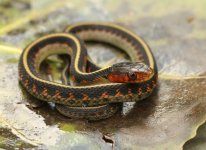 02 Oregon Red-spotted Garter Snake_1258.jpg