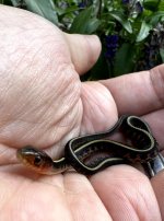 03 Oregon Red-spotted Garter Snake_3614.jpg