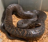 Tex 6ft Male Red.jpg