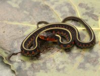07 Oregon Red-spotted Garter Snake_1253.jpg