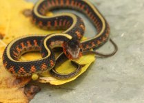 04 Oregon Red-spotted Garter Snake_1251.jpg