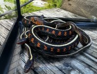 01 Oregon Red-spotted Garter Snakes_3762.jpg