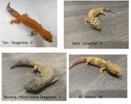 Geckos Classifieds.jpg