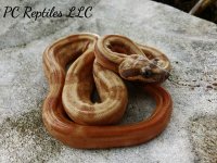 male motley hypo het leopard 50% het blood.jpg