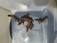 egernia stokesii  s.jpeg