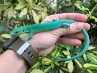 green.jpg