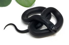 M4B-Mexican-Black-Kingsnake_2023_9-25-23.jpg