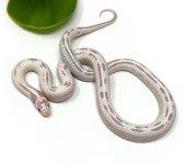 V1-8A-HW-Albino_2022_5-11-23.jpg