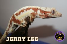 Jerry Lee (2).jpg
