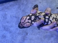 D73CE268-E00B-4215-B5AC-13489EB0EB45.jpg