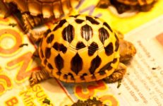 indian-star-tortoise.jpg