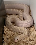 hypo ws bull male.jpg