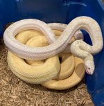 hypo whiteside male and patternless albino female bulls.jpg