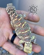 male4.jpg