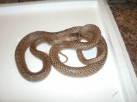 Western Coachwhip 1 male Curry Co., NM.JPG