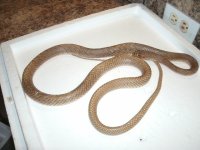Western Coachwhip 2 male Curry Co., NM.JPG