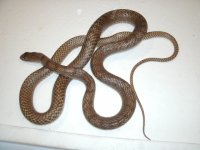 Western Coachwhip 3 male sub Curry Co., NM pic 2.JPG