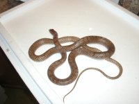 Western Coachwhip 3 male sub Curry Co., NM Pic 1.JPG