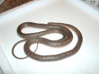 Western Coachwhip female sub Curry Co., Nm Pic 2.JPG