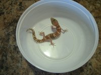 TX Banded female 2023 Pic 2.JPG