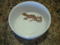 TX Banded female Hudspeth 2023 Pic 1.JPG