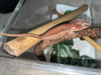 red garg.jpg