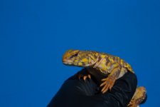 IMG_0643.jpg