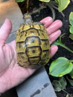 Juvenile carapace jpeg.jpg
