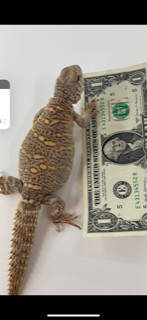 ornate dollar.png