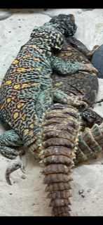breeding ornates.png