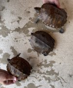 notchelys1.1.jpg
