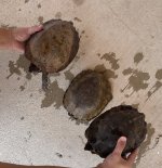 notochelys.jpg