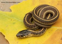 Coast Garter Snake_0833.jpg