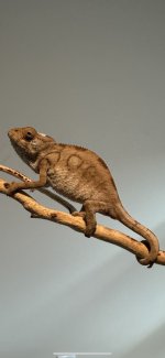 ambfem1pic2.jpg