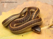 Coast Garter Snake_0836.jpg