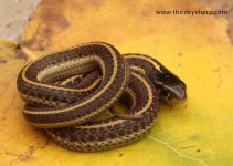 Coast Garter Snake_0829.jpg