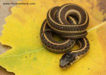 Coast Garter Snake_0830.jpg