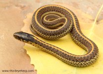 Coast Garter Snake_0838.jpg
