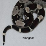 IMG_2556.jpeg