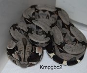 IMG_2557.jpeg