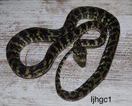 IMG_2586.jpeg