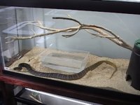 Reptile pics 011.JPG