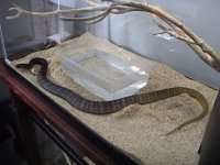 Reptile pics 012.JPG